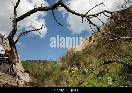 Israele, la Galilea Amud (pilastro) stream riserva naturale e parco Foto Stock