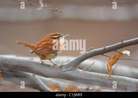 Carolina Wren (Thryothorus ludovicianus ludovicianus), sottospecie settentrionale, rovistando su un albero in New York City Central Park. Foto Stock