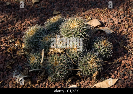 Puntaspilli messicano (Mammillaria magnimamma) Foto Stock