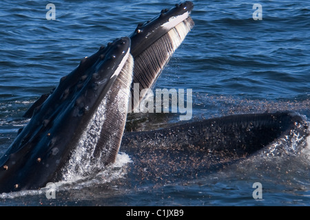 Due Balene Humpback (Megaptera novaeangliae) lunge-alimentando il krill. Monterey, California, Oceano Pacifico. Foto Stock