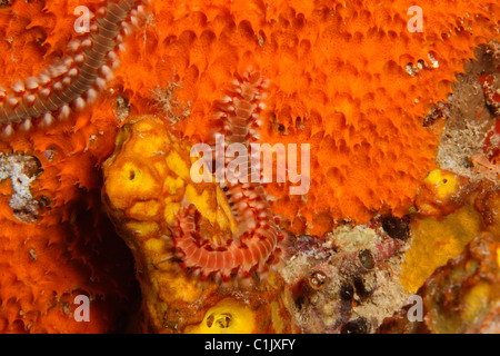 Barbuto Fireworm (Hermodice carunculata) sulla spugna. Foto Stock