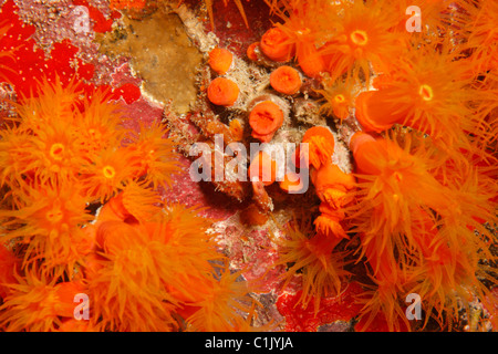 Orange Cup Coral (Tubastraea coccinea) Foto Stock