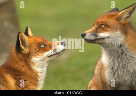 Coppia di volpe rossa vulpes vulpes Foto Stock