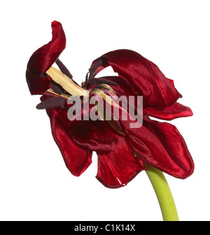 Un singolo red tulip isolato su uno sfondo bianco Foto Stock