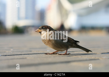 Il passero della piccola città. Una vista del profilo in primo piano Foto Stock