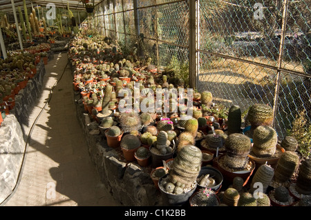 Enorme collezione di cactus ad unam il giardino botanico in Messico Foto Stock