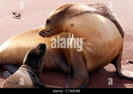 Le Galapagos i leoni di mare (la madre e il bambino) interagenti sull isola Rabida, Galapagos Foto Stock