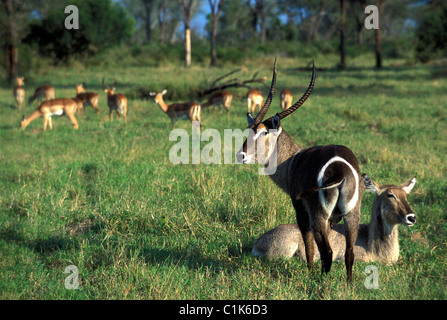 Sud Africa, Kwazulu Natal, Sabie sabbia Riserva Naturale Foto Stock