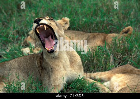 Sud Africa, Kwazulu Natal, Sabie sabbia Riserva Naturale, lion cubs Foto Stock