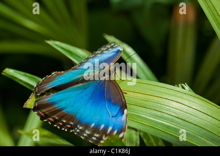 Blue Morpho Butterfly (Morpho peleides) Foto Stock