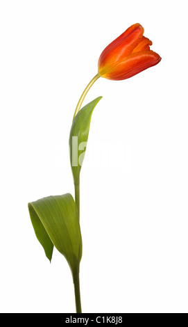 Unico orange tulip isolato su uno sfondo bianco Foto Stock