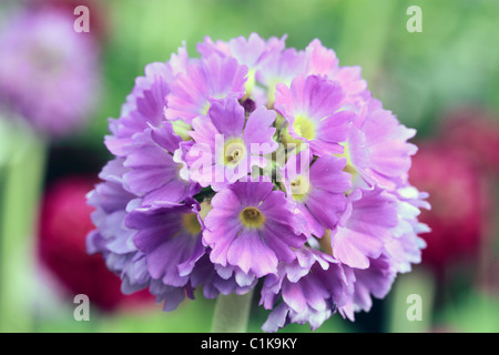 Primula denticulata, coscia primrose, o Himalayan Primrose, è una specie di primrose nativo (principalmente) in Afghanistan e il cinese delle regioni alpine. Oggi è comunemente coltivate nei giardini domestici Foto Stock
