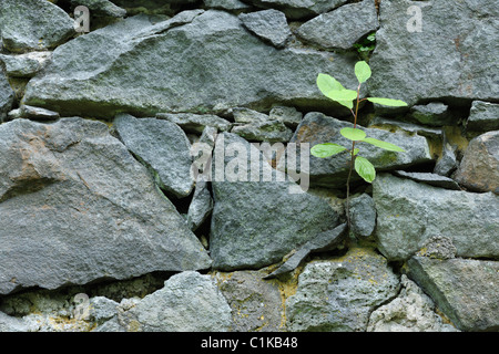 Sappling crescente nel muro di pietra, Klein Auheim, Hanau, Main-Kinzig, Hesse, Germania Foto Stock