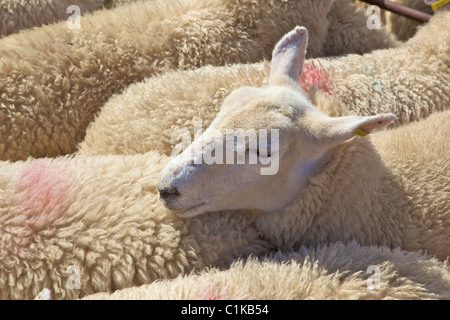 Pecore in attesa per l'asta alla fiera Priddy Foto Stock