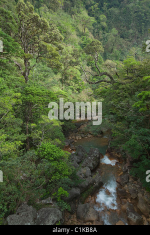 La foresta pluviale tropicale, Miravalles, Cordillera de Guanacaste in Guanacaste in Costa Rica Foto Stock