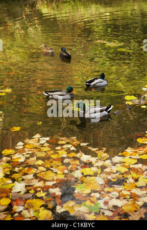 Germani reali sul lago in autunno, Stourhead, Wiltshire, Inghilterra Foto Stock