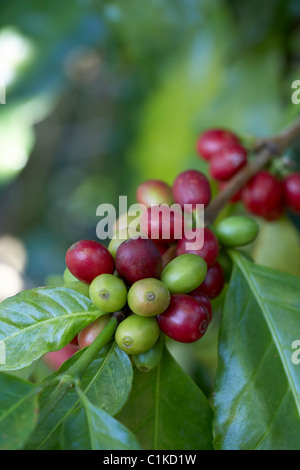 Close-up di bacche di caffè, Finca Villaure piantagione di caffè, Hoja Blanca, dipartimento di Huehuetenango, Guatemala Foto Stock