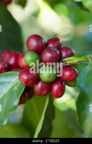 Close-up di bacche di caffè, Finca Villaure piantagione di caffè, Hoja Blanca, dipartimento di Huehuetenango, Guatemala Foto Stock