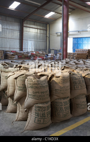 Il caffè confezionato in sacchi di tela, Cofeco S.A. Dry mill, dipartimento di Huehuetenango, Guatemala Foto Stock