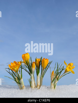 Crocus, Baviera, Germania Foto Stock