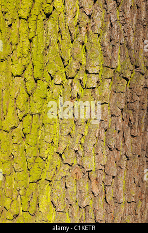 Corteccia di quercia, Aschaffenburg, Franconia, Baviera, Germania Foto Stock