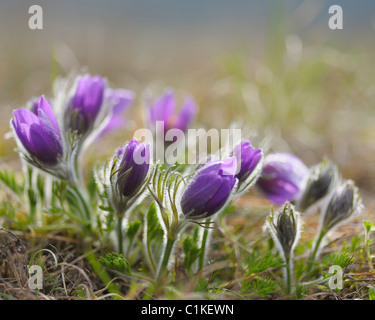 "Pasque fiori, Wuerzburg, Franconia, Baviera, Germania Foto Stock