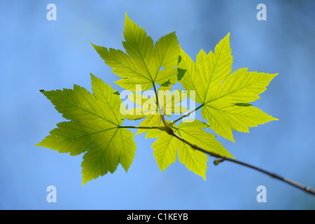 Foglie di acero, Aschaffenburg, Franconia, Baviera, Germania Foto Stock