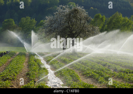 Campo di fragole, Klingenberg, Miltenberg, Franconia, Baviera, Germania Foto Stock
