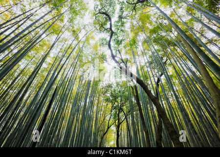 Foresta di Bamboo, Kyoto, prefettura di Kyoto, la regione di Kansai, Honshu, Giappone Foto Stock