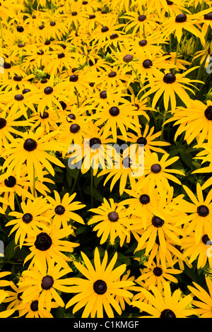 Coneflower / 'sullivantii Goldsturm' / Fiori / Fiori / fioritura ad RHS sede / HQ at Wisley. Surrey. Regno Unito. Foto Stock