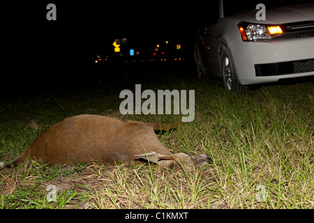 Morto giovane maschio cervo chiave accanto a Hwy 1 sul Big Pine Key, Florida, Stati Uniti d'America Odocoileus virginianus clavium Foto Stock