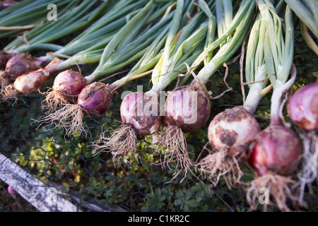 Cipolle fresche, Domaine de l'Ardagnole, Fajac-en-Val, Languedoc-Roussillon, Francia Foto Stock