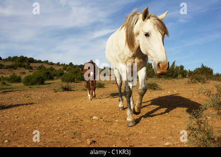 Cavalli, Aude, Languedoc-Roussillon, Francia Foto Stock
