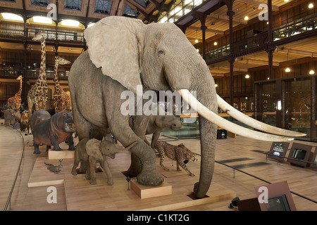 Francia, Parigi, Museo Nazionale di Storia Naturale, Evolution gallery Foto Stock