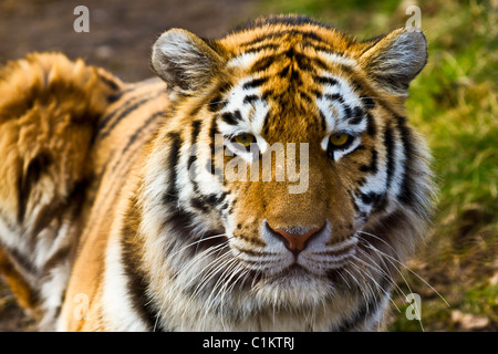 Primo piano della tigre di relax al sole Foto Stock