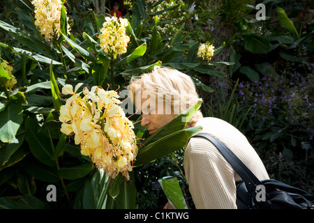 Donna / persone / persona / visitatore / turistico / Odorare un fiore / profuma di fiori in serra a RHS Wisley. Surrey. Regno Unito. Foto Stock