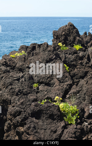 Costa vulcanica dell'isola di Pico, Azzorre Foto Stock