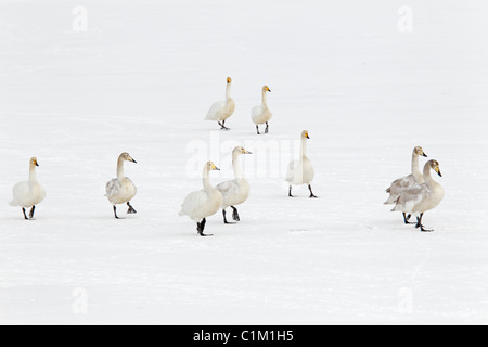 Gruppo di cigni Whooper camminando su una coperta di neve Congelato stagno in Islanda Foto Stock