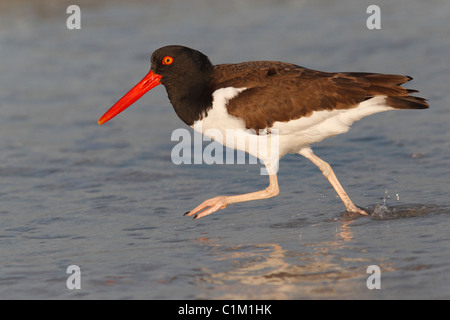 American Oystercatcher (Haematopus palliatus) che corre lungo il bordo delle acque. Foto Stock