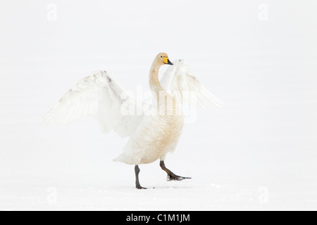 Adulto Whooper swan sbattimenti le sue ali di inverno in Islanda Foto Stock