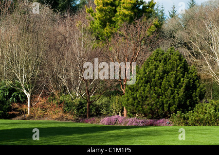 Il giardino d'inverno a RHS Rosemoor in febbraio, Devon, Inghilterra, Regno Unito Foto Stock