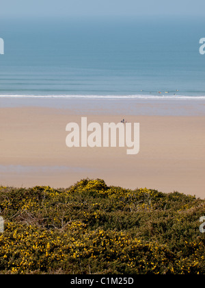 Gorse sulla scogliera sopra la spiaggia, Watergate Bay, Cornwall, Regno Unito Foto Stock