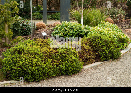 Il Plantsman's/fogliame Giardino con Hebe vernicosa ad RHS Rosemoor in inverno Foto Stock