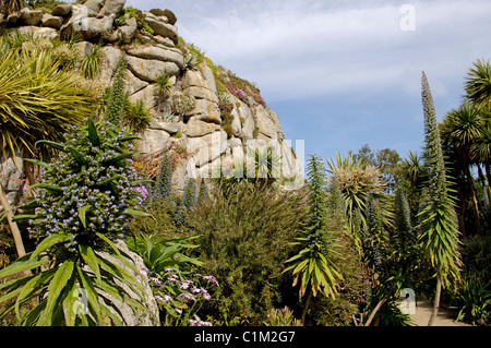Francia, Finisterre, Roscoff città giardino esotico Foto Stock