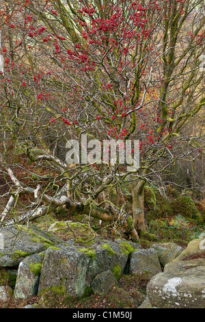 Posterized immagine di un rowan tree con frutti di bosco in autunno, Derbyshire Foto Stock