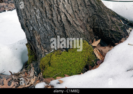 Tappeto Moss crescente sulla base del tronco di albero deciduo orientale orientale Foresta di Stati Uniti Foto Stock