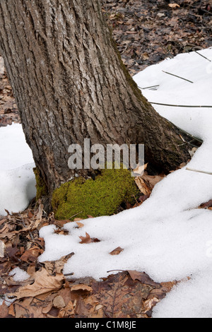 Tappeto Moss crescente sulla base del tronco di albero deciduo orientale orientale Foresta di Stati Uniti Foto Stock