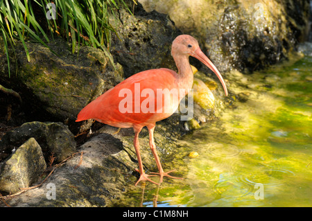 Il Lowry Park Zoo St Petersburg Florida Scarlet Ibis Foto Stock