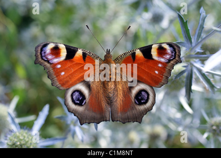 Farfalla pavone (Inachis io) su Eryngium planum Foto Stock