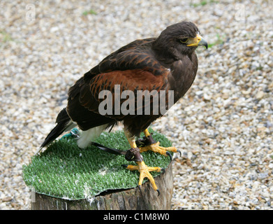 Harris Hawk, Parabuteo unicinctus, Accipitridae. Captive Bird. Foto Stock